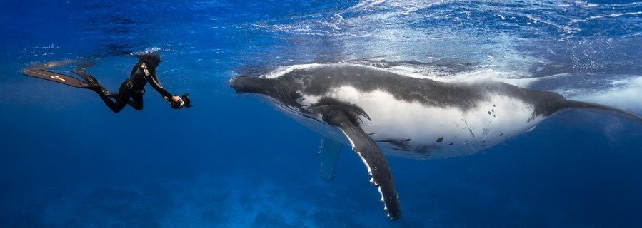Snorkeler swimming near a humpback whale in clear blue water in the Austral Islands