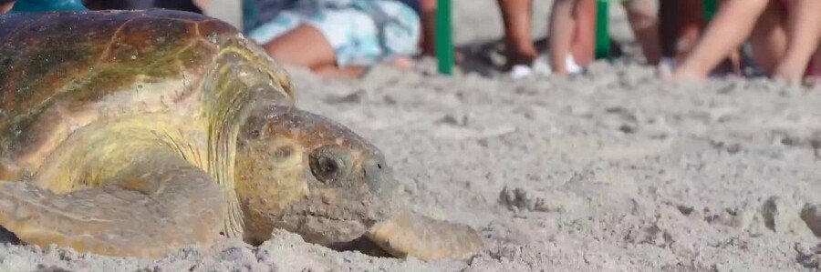 Sea Turtle Release on Vero Beach | Beach Travel Destinations A sea turtle makes its way across the sand during a turtle release on Vero Beach, Florida.