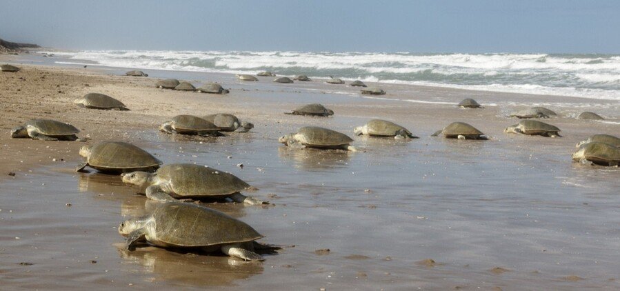 Sea turtles moving across a Texas Gulf Coast beach shoreline near Padre Island National Seashore