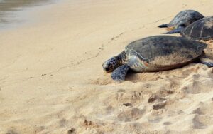 Turtle Beach, The Best Beaches of the Maya Riviera