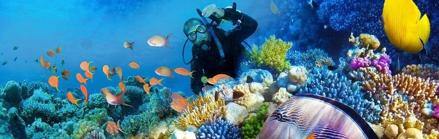 Scuba diver exploring colorful coral reef with tropical fish in Tahiti