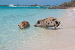 Pig Beach, The Exumas, Best Beaches in The Bahamas