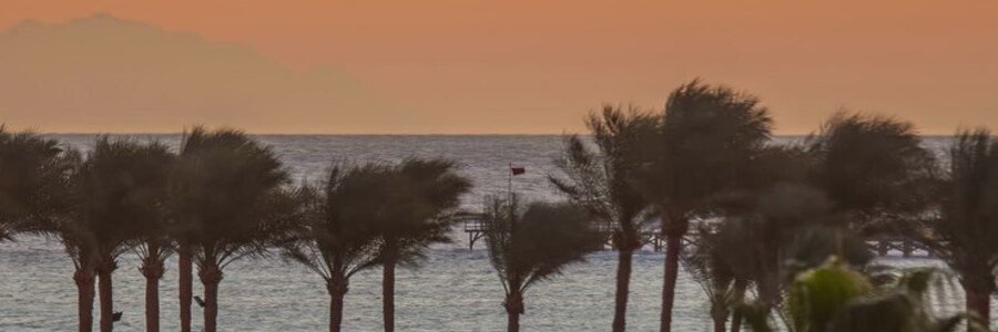 Ensenada beaches at sunset with palm trees swaying in the foreground, warm orange sky over the Pacific Ocean, and soft coastal silhouettes creating a calm and scenic evening view in Baja California Mexico