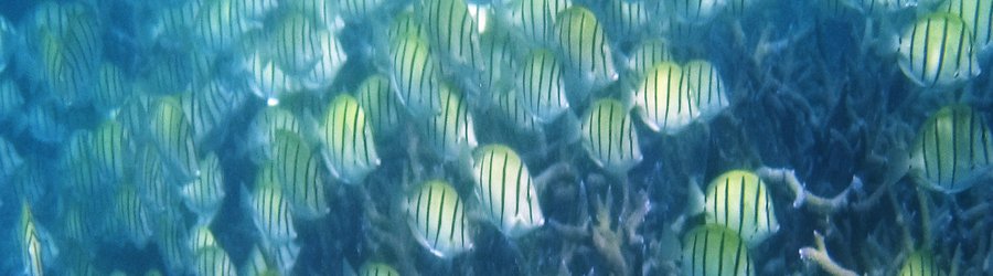 A large school of yellow-and-black striped fish swimming above coral formations at Ningaloo Reef.