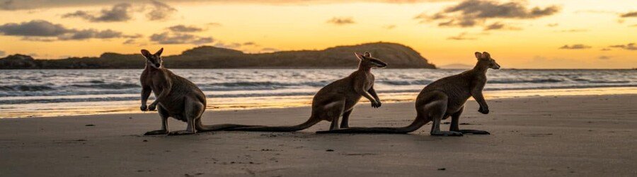 Kangaroos on a sandy beach in Australia at sunset with ocean waves and coastal scenery