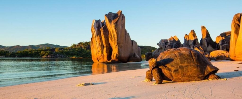 Beautiful Curieuse Island in the Seychelles, Why visit Curieuse Island, Climate and when to visit Curieuse Island, Top beaches on Beautiful Curieuse Island, popular Curieuse Island beaches, hidden gem beaches on Curieuse Island, Resorts on Beautiful Curieuse Lsland, Culture & Histor of Beautiful Curieuse Island, Food & Drink on Beautiful Curieuse Island, Flavors to try on Curieuse Island, Unforgettable Activities on Beautiful Curieuse Island, FAQs about Beautiful Curieuse Island, Final Thoughts on Beautiful Curieuse Island