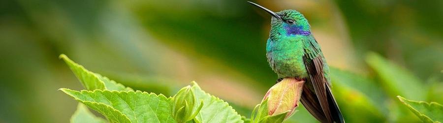 Brilliant green hummingbird perched on a tropical leaf in Oaxaca Mexico.