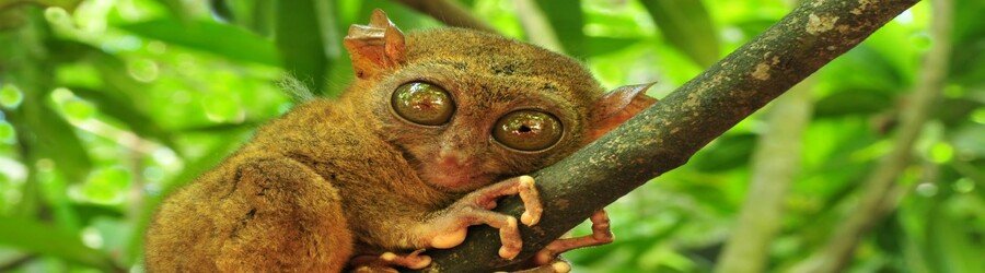 Philippine tarsier in Bohol resting on a tree branch