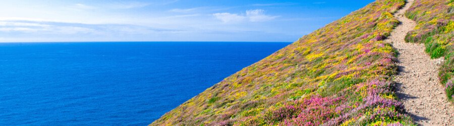 A scenic coastal path lined with blooming wildflowers overlooking the bright blue ocean in Cornwall UK.