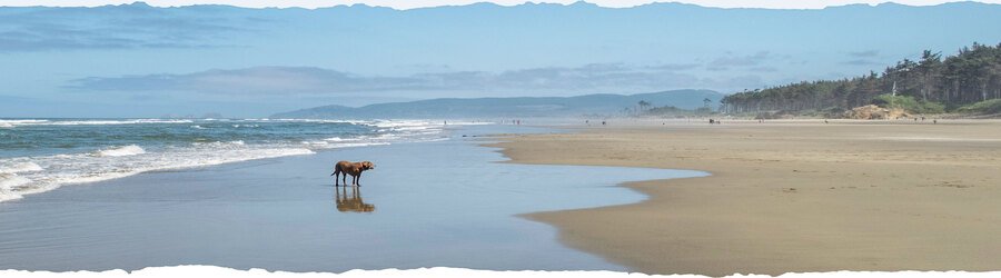 A dog walking along the wide sandy shoreline at Cannon Beach on a calm day.