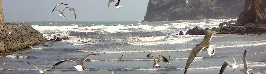 Seabirds flying over waves along the rugged coastal plains of Yemen.