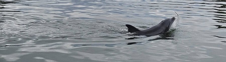 dolphin swimming near the surface in Gulfport Mississippi waters