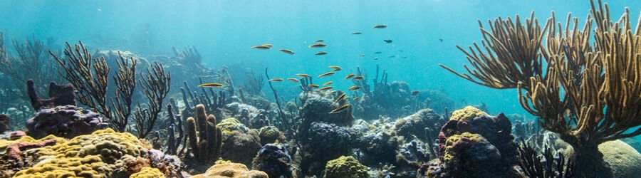 Underwater coral reef in Grand Turk with colorful corals, sea fans, and small tropical fish swimming in clear turquoise water.