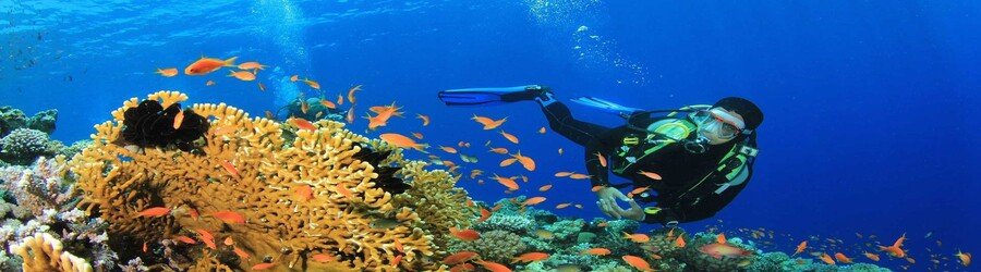 Snorkeler exploring colorful coral reefs and tropical fish in the clear waters of Samal Island