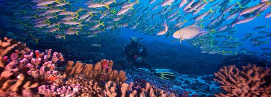 Scuba diver exploring colorful coral reef surrounded by tropical fish in Fakarava lagoon