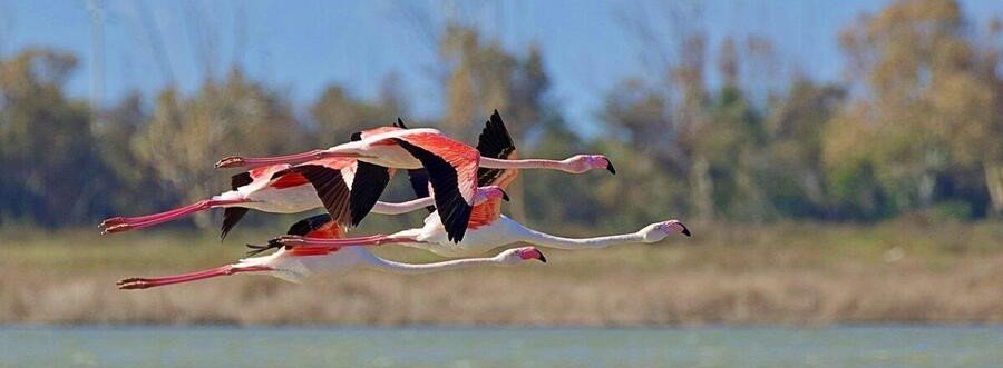 Flamingos flying over wetlands during autumn migration near the Baltic coast