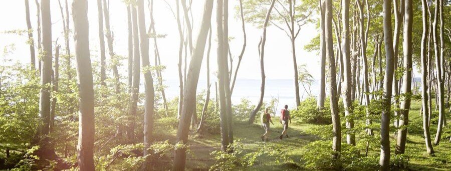 Hikers walking along the Hochuferweg coastal trail in Jasmund National Park on Rügen Island