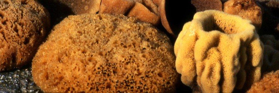 natural Mediterranean sea sponges for sale in Greece