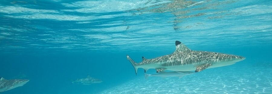 Blacktip reef sharks swimming in shallow Rangiroa lagoon water