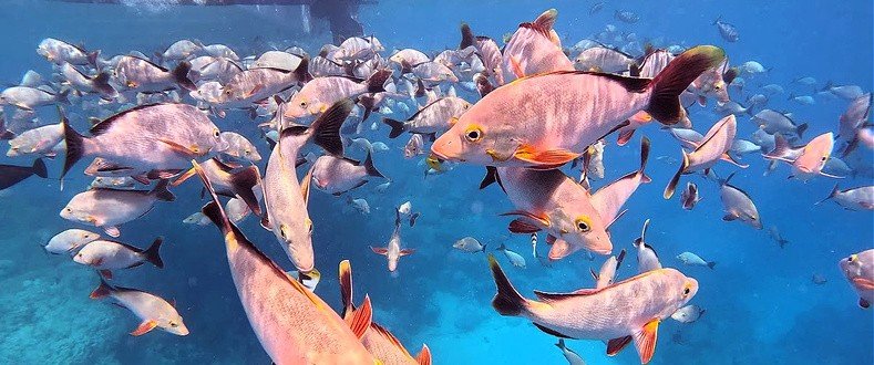 Snorkeling with tropical fish in Rangiroa lagoon natural aquarium