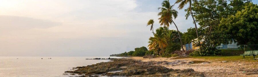 Palm trees along rocky coastline at sunset in St Croix US Virgin Islands