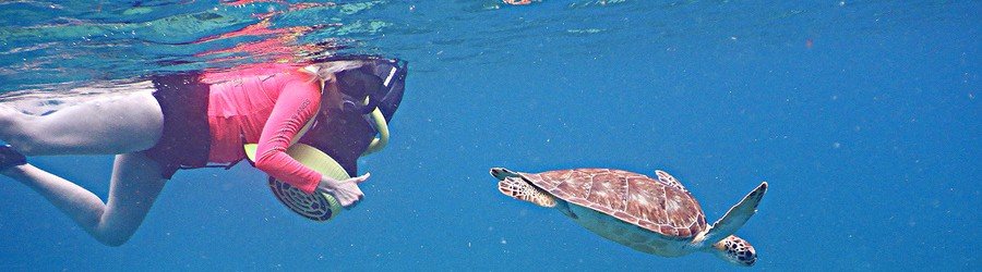 Snorkeler swimming with sea turtle in clear blue water St Croix US Virgin Islands
