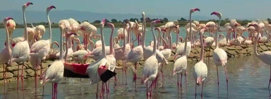 Flamingos in Molentargius Park near Cagliari Sardinia
