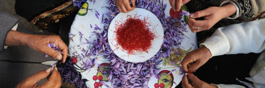 Moroccan saffron displayed during shopping in Agadir.