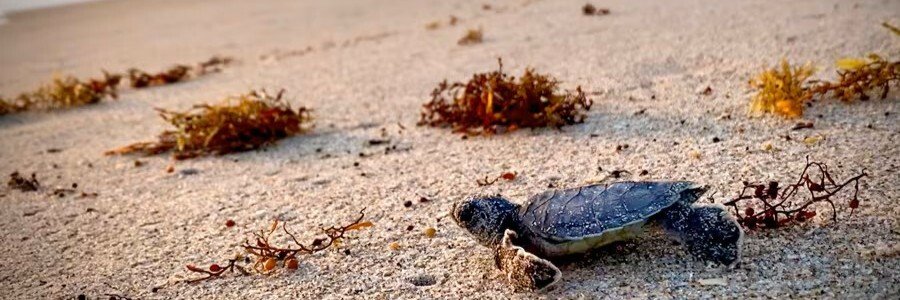 Sea Turtle Hatchling at Indian Harbour Beach | Beach Travel Destinations A newly hatched sea turtle makes its way across the sand toward the ocean at Indian Harbour Beach.
