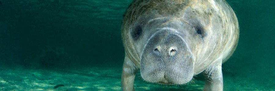 A manatee swimming through clear water near Manatee Sanctuary Park in Cape Canaveral, Florida.