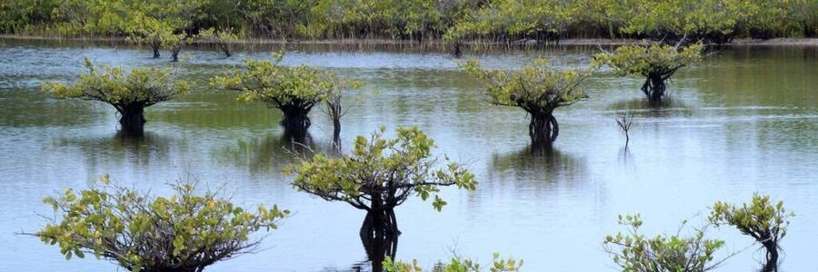 Mangrove trees growing in shallow water at Merritt Island National Wildlife Refuge