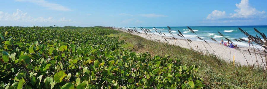 Natural dunes and coastal vegetation along Playalinda Beach on Florida's Space Coast