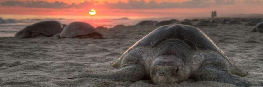 Sea turtle resting on the sand at sunrise on Playalinda Beach in Florida