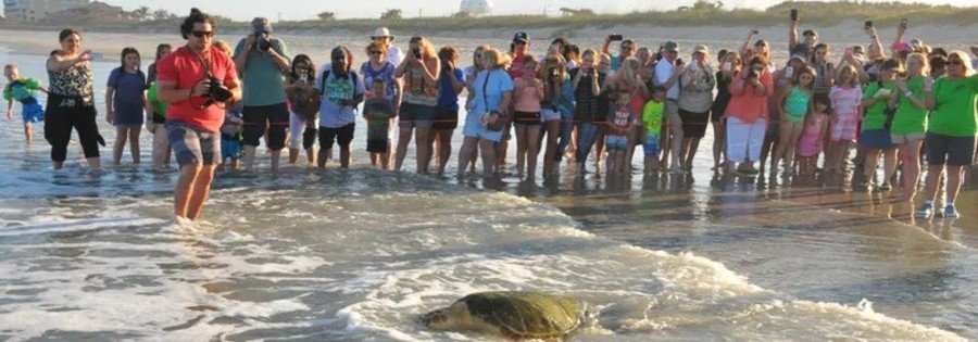 Sea turtle release event on Satellite Beach with visitors watching a turtle return to the Atlantic Ocea