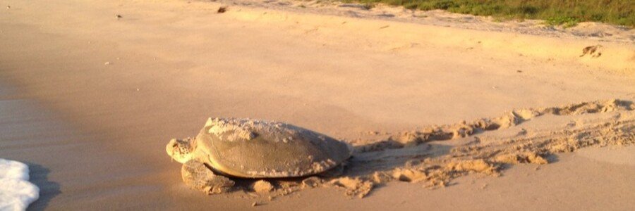 Sea turtle making its way across the sand during nesting season on Florida's Space Coast.