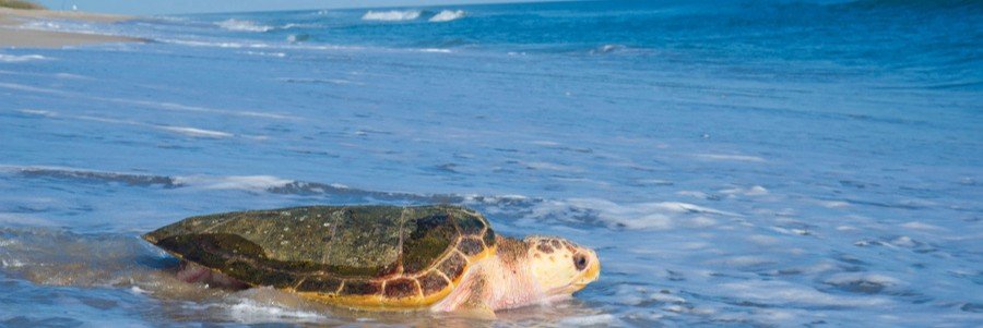 Sea turtle moving through shallow surf along a sandy Florida beach