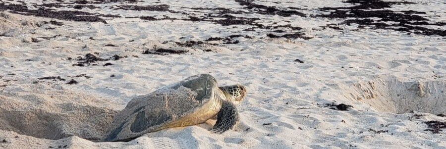 Sea turtle nesting on the beach at Archie Carr National Wildlife Refuge near Melbourne, Florida.