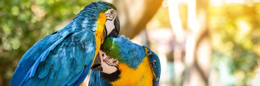 Two blue-and-gold macaws perched together in Melbourne, Florida.