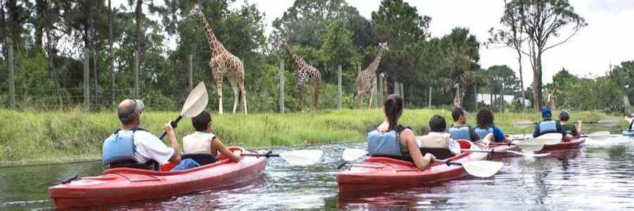 Visitors kayaking past giraffes at Brevard Zoo in Melbourne, Florida.