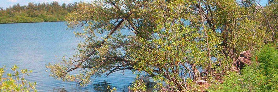 Natural shoreline at Captain Forster Hammock Preserve near Orchid, Florida.
