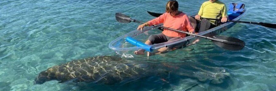 Visitors paddling a clear kayak above a manatee during an eco tour in the Treasure Coast Florida.