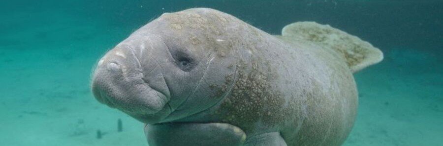 Florida manatee swimming in the clear waters near Hutchinson Island, Florida.