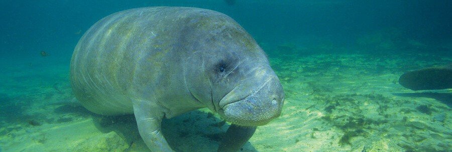 Florida manatee swimming underwater near the sandy bottom of a clear lagoon.