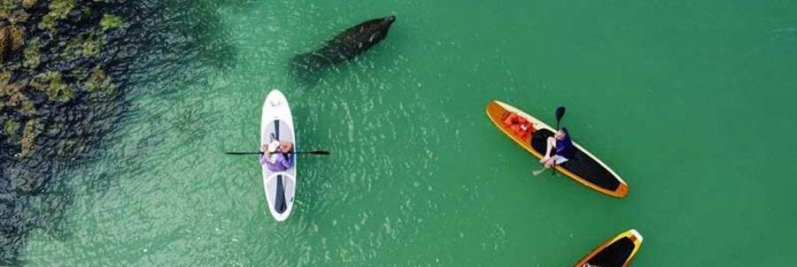 Paddleboarders moving through clear green lagoon water near a swimming manatee.