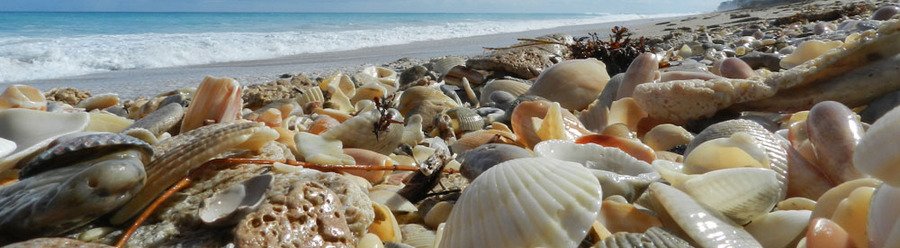 Colorful seashells covering the sandy shoreline on Hutchinson Island, Florida.