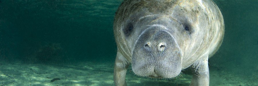 Manatee swimming in clear water during an eco tour near Indialantic, Florida.