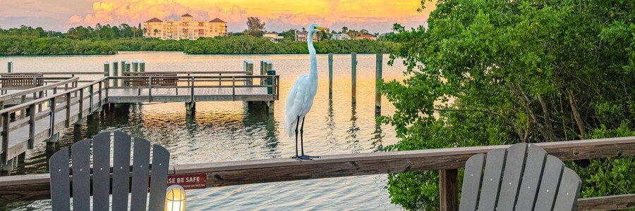 Great egret overlooking the Indian River Lagoon from a waterfront boardwalk in Indian River Shores, Florida.