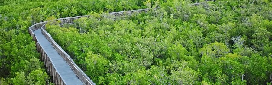 Elevated boardwalk winding through the coastal mangrove forest in Indian River Shores, Florida.