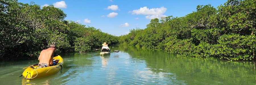 Kayakers paddling through peaceful mangrove tunnels on Hutchinson Island, Florida.