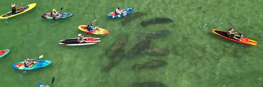 Kayakers paddling above a group of manatees in clear water near Titusville, Florida.